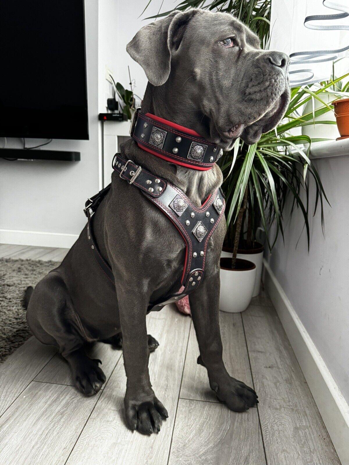 BIG dog SET- Harness - collar - lead. Red
