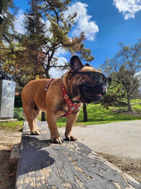 BIG dog SET- Harness - collar - lead. Brown