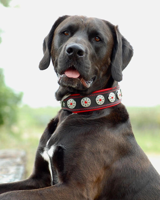 Dog collar black & red