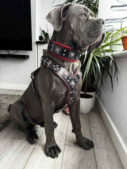 BIG dog SET- Harness - collar - lead. Red