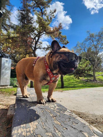 BIG dog SET- Harness - collar - lead. Brown